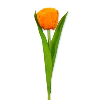 Tulp Oranje